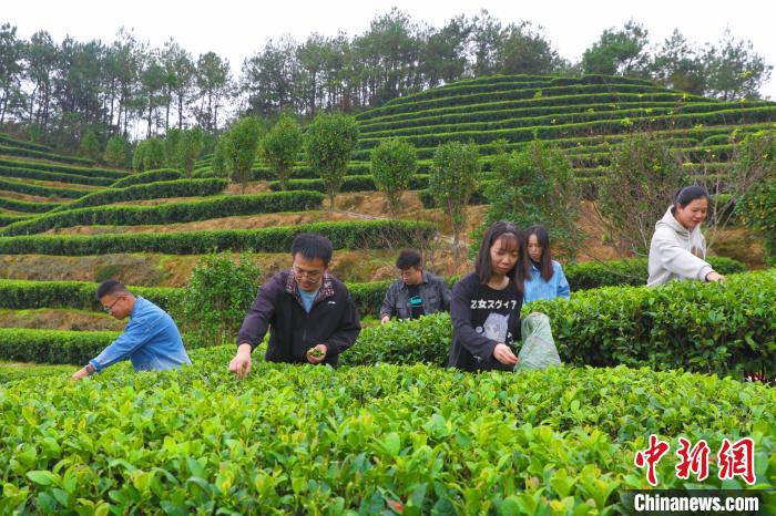 E星体育官方网站E星体育官网茶叶论坛_茶叶社区_茶叶社区网站-茶语网当代茶文化推广者