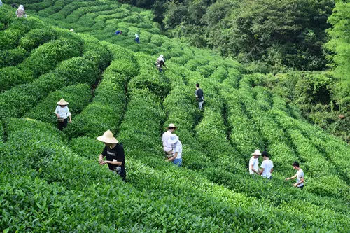 茶科普中国绿茶的四大分类