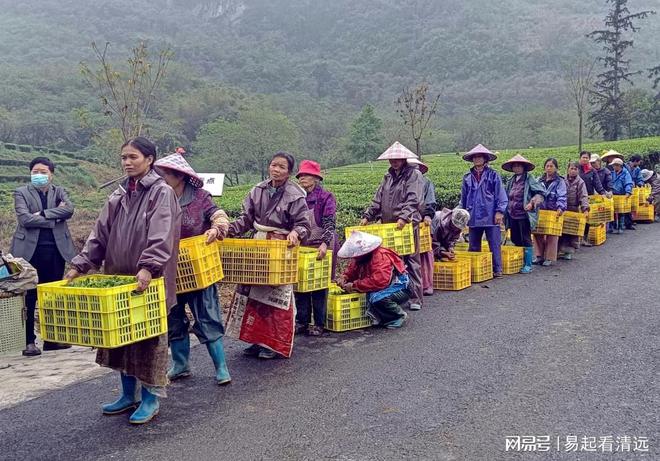 茶乡春茶开采正当时！英德春茶全面开采可望增产20%(图3)