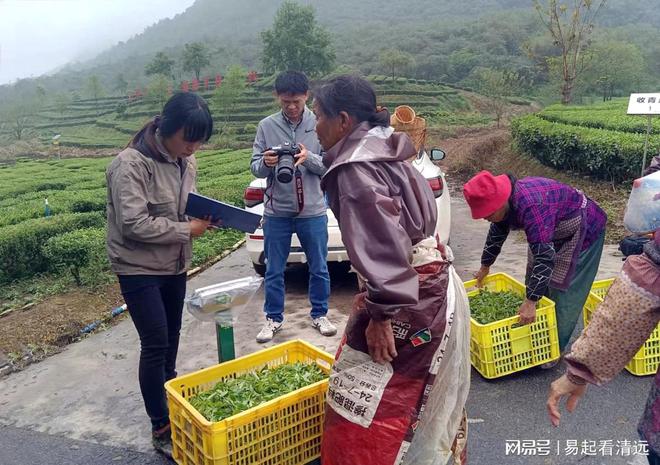 茶乡春茶开采正当时！英德春茶全面开采可望增产20%(图5)