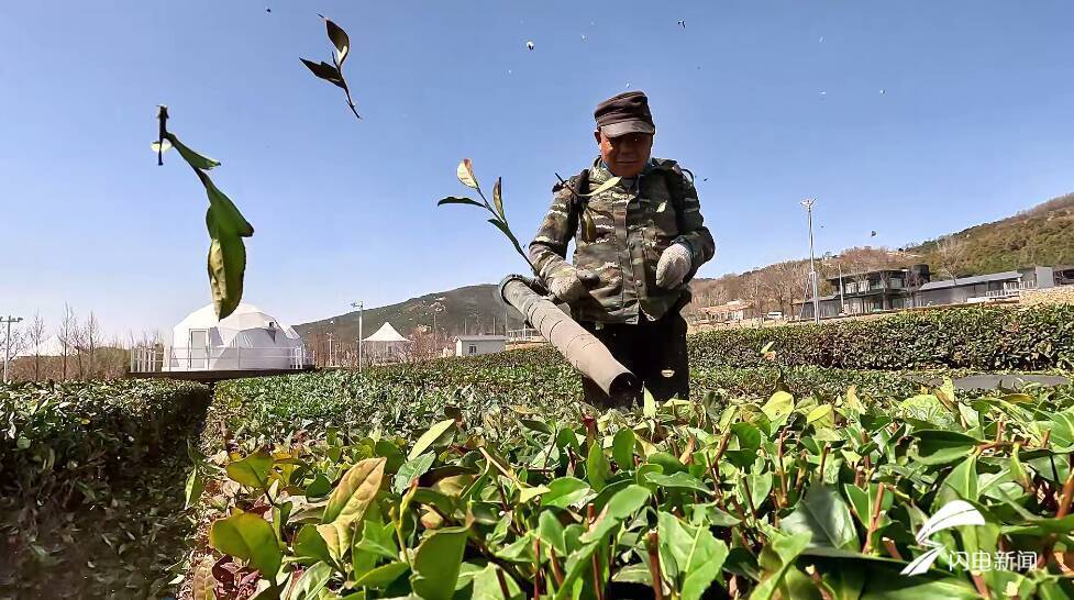 清明采茶正当时 山东的这些名茶何以惊艳了世界？(图2)