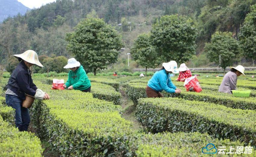 宣恩珠山：春茶“产销两旺”(图1)