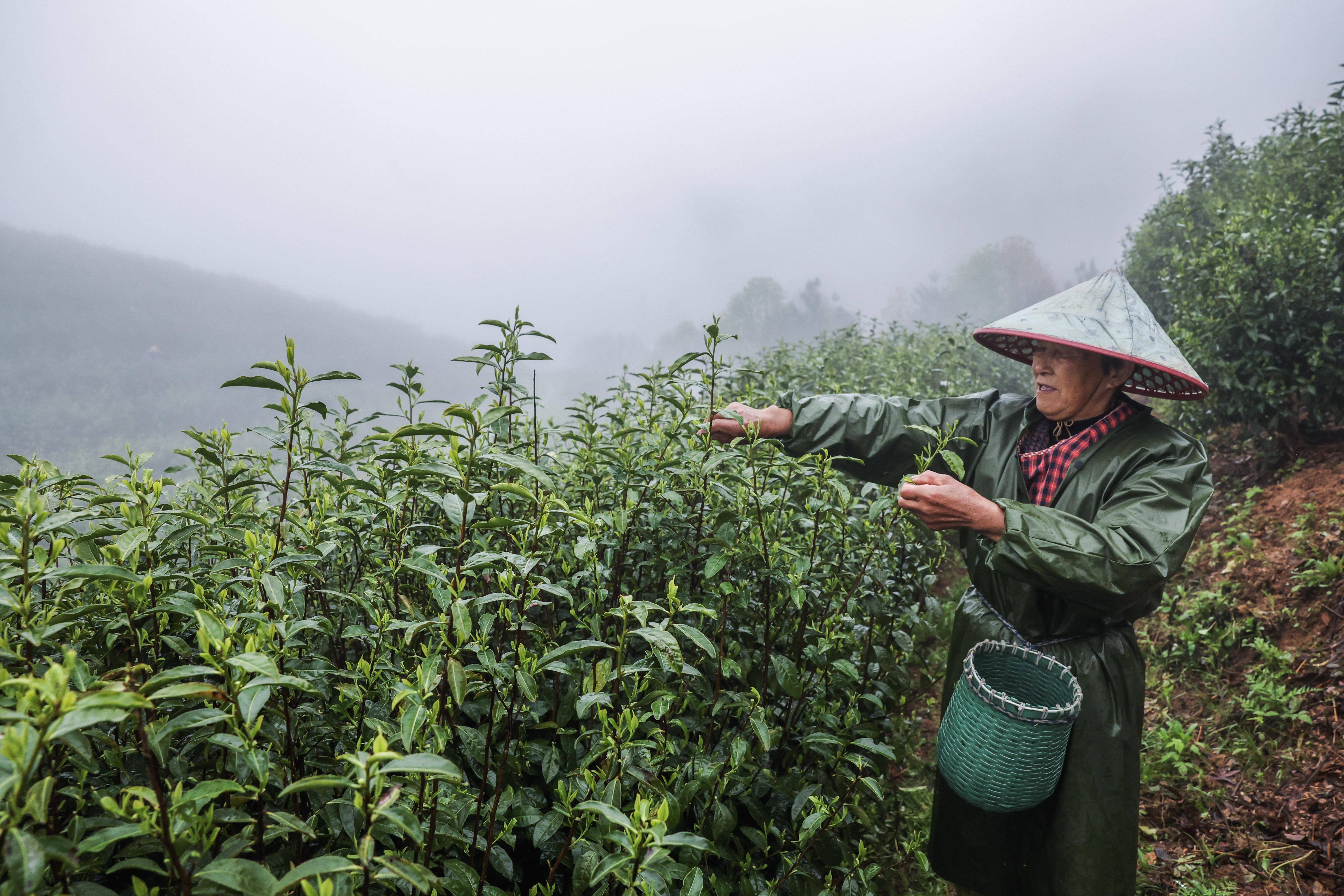 E星体育官方网站浙江金华：千年贡茶焕发E星体育新生 一片茶叶富一方百姓(图6)