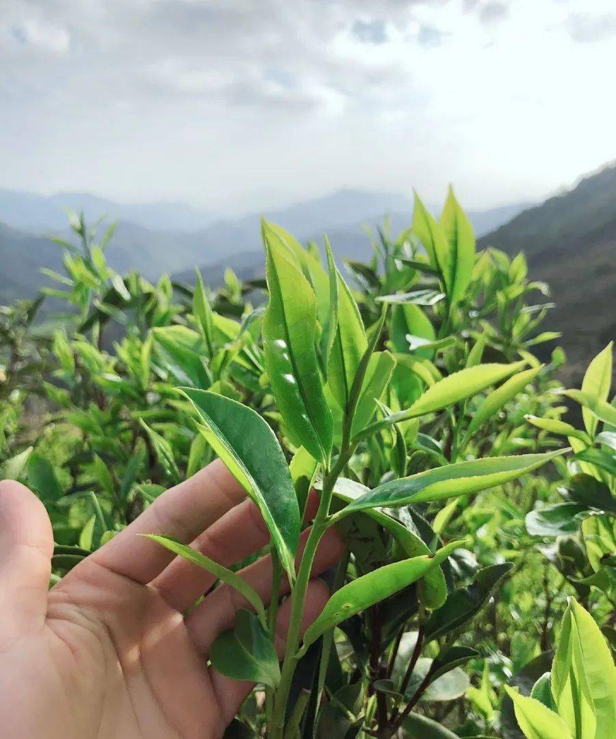 E星体育官方网站茗茶品酒 ▎茶•山•人 计划茶E星体育官网农的女儿(图4)