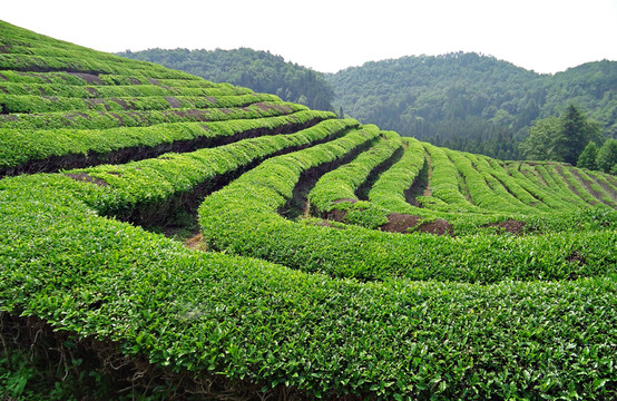 一缕茶香引领致富路