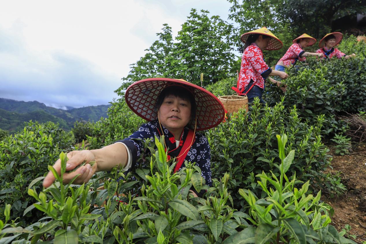 安徽歙县：茶叶产业助力乡村振兴(图2)