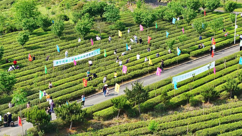 遂宁船山区：一片茶叶串起“农文旅融合”产业链(图1)