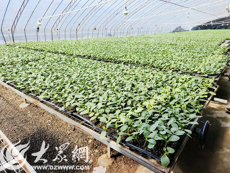 旺达E星体育官网种苗、孟庄草莓、蒂夷茗茶香小镇……看市中区这俩乡镇解E星体育官方网站锁品牌农业发展“密码”(图1)