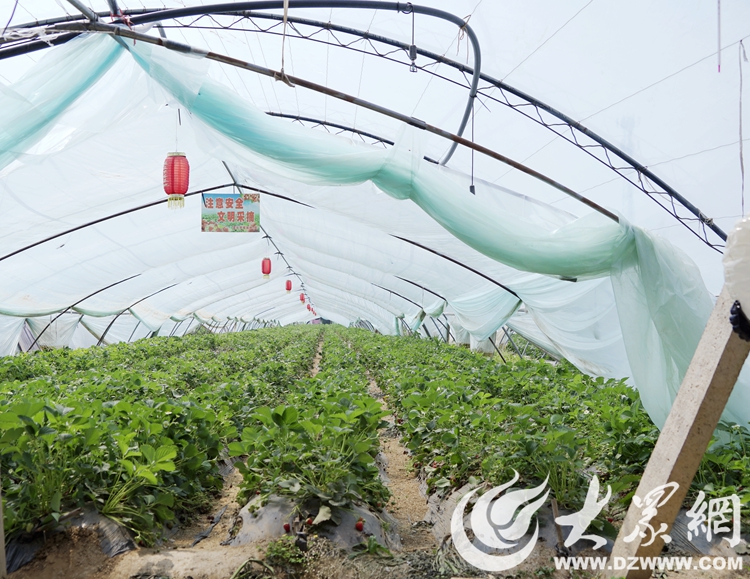 旺达E星体育官网种苗、孟庄草莓、蒂夷茗茶香小镇……看市中区这俩乡镇解E星体育官方网站锁品牌农业发展“密码”(图6)