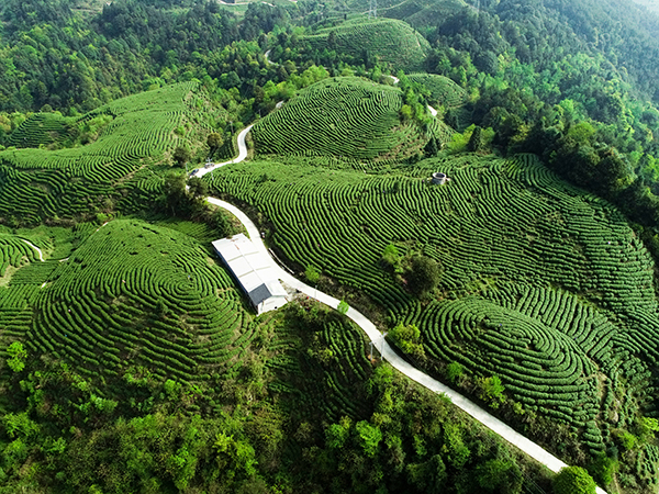 茶文化是与世界互联的“通用语”