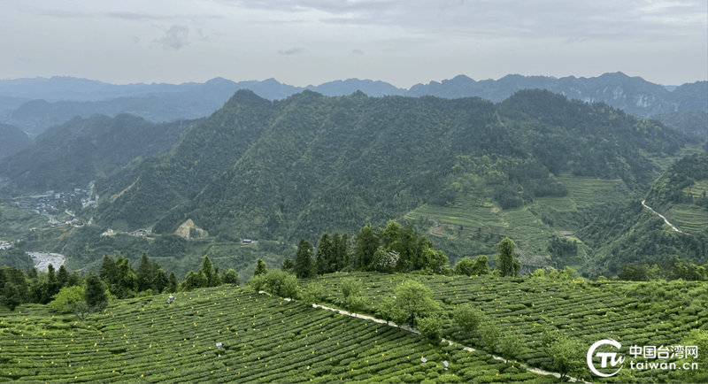 于一盏香茗之间品味湘西茶香四溢的两岸情(图5)