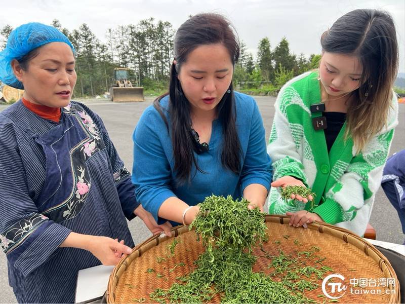 于一盏香茗之间品味湘西茶香四溢的两岸情(图8)