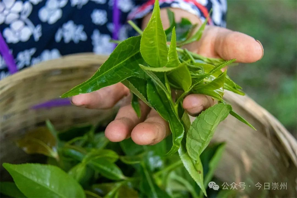 E星体育官网久等了崇州枇杷茶飘香上新(图2)