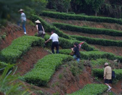 喜茶发布新茶饮茶文旅线路攻略 品质供应链推动茶文化创新(图3)