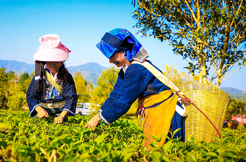 春未到茶已至 云南江城早春茶抢“鲜”开采(图1)