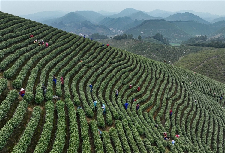 春茶全面采摘上市