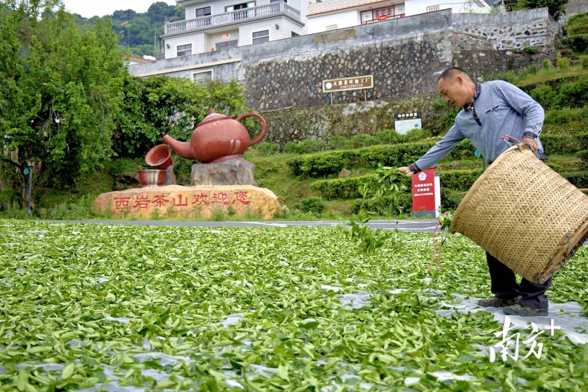 视觉｜绿叶变“金”叶茶文章看大埔(图4)