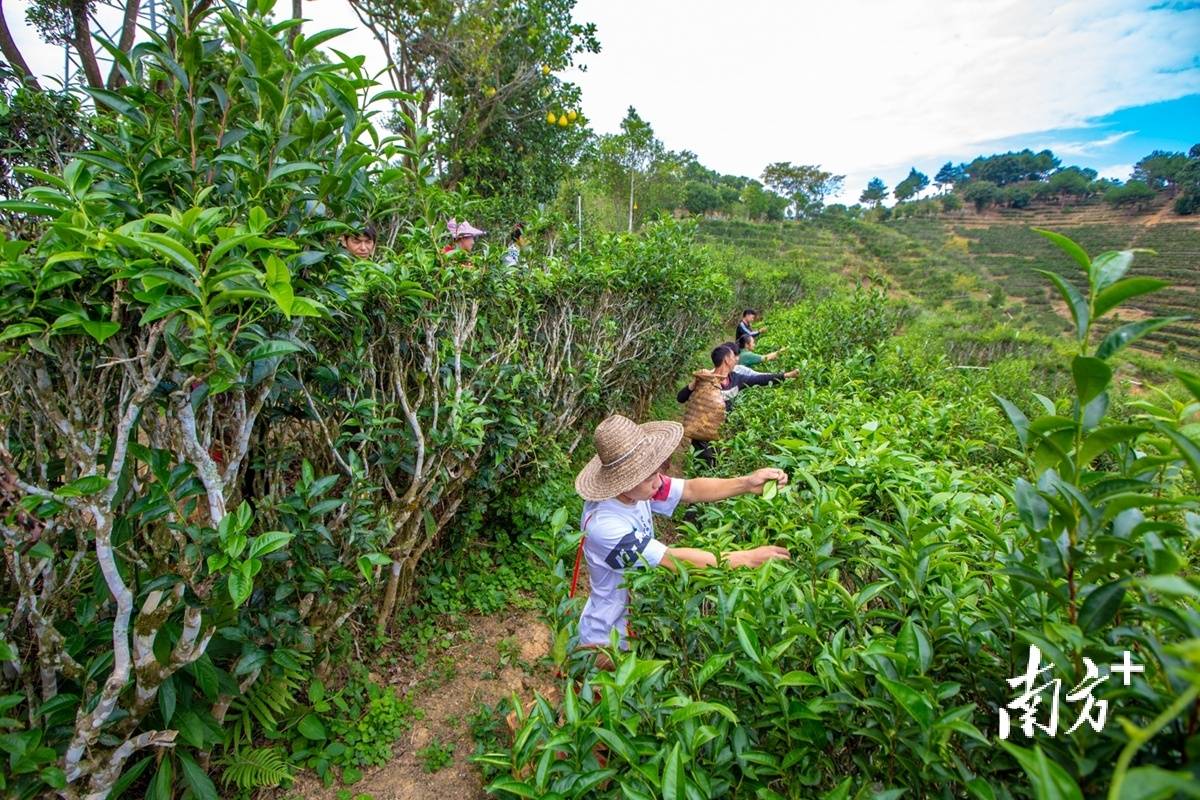 视觉｜绿叶变“金”叶茶文章看大埔(图6)