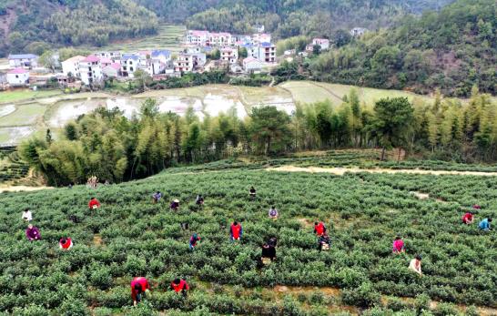 E星体育官方网站E星体育各地春茶上市观察：小叶子大产业茶文章处处芳(图10)