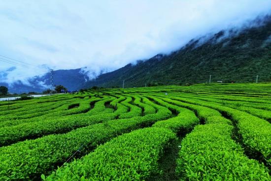 E星体育官方网站E星体育各地春茶上市观察：小叶子大产业茶文章处处芳(图4)