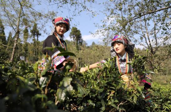 E星体育官方网站E星体育各地春茶上市观察：小叶子大产业茶文章处处芳(图6)