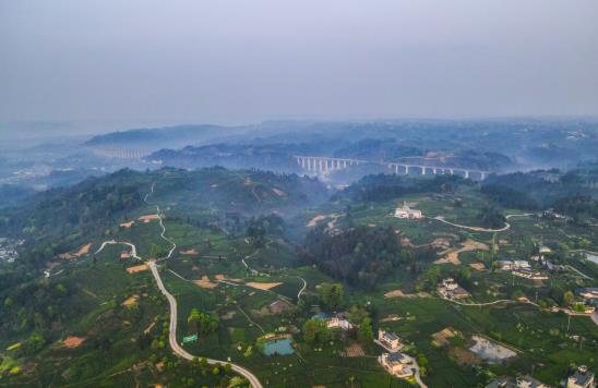 E星体育官方网站E星体育各地春茶上市观察：小叶子大产业茶文章处处芳(图11)