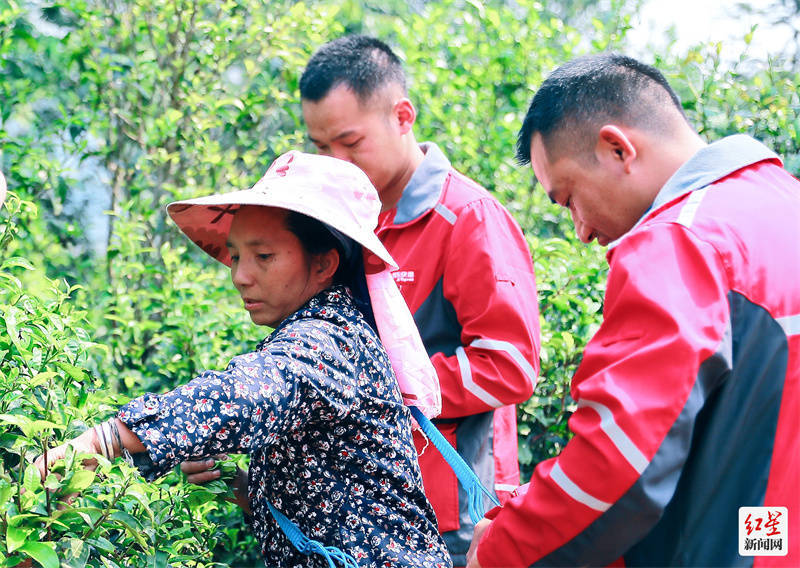 春季茶饮大数据报告：企业白领偏爱乌龙茶 花果茶是95后心头肉(图1)