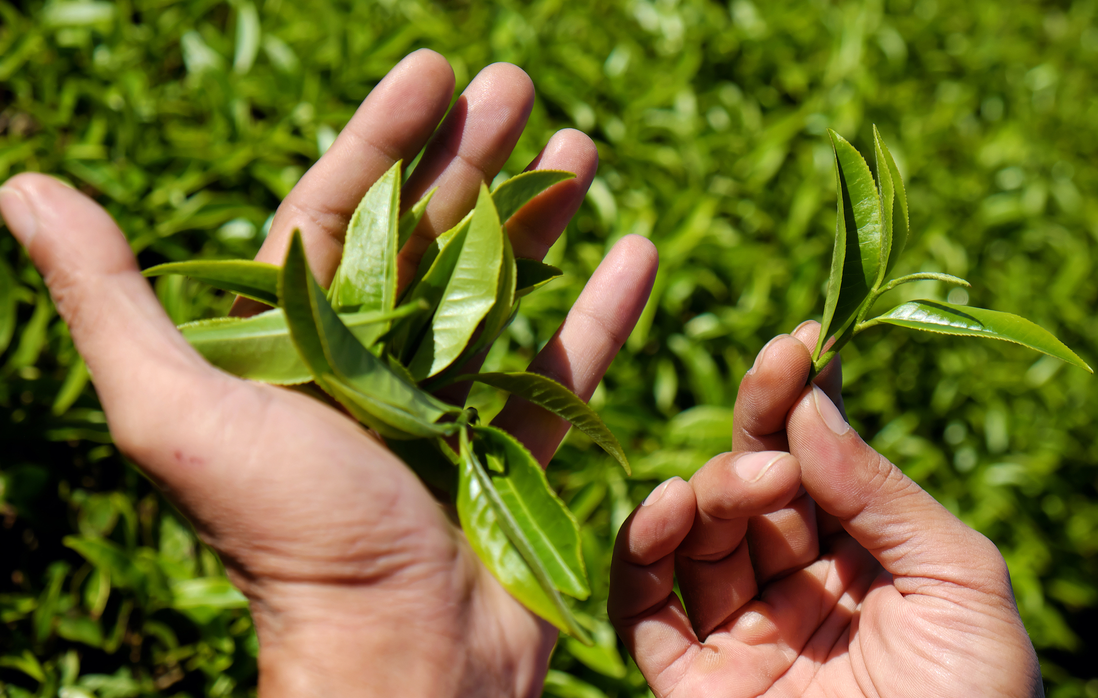 茶叶品牌茶叶百科茶叶资讯茶叶文化