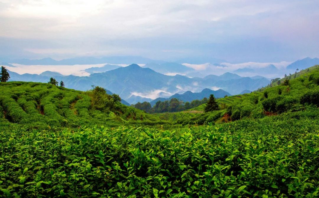 E星体育官网贵州普定E星体育官方网站：以茶赋能县域经济高质量发展